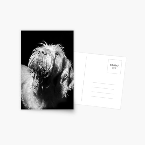 Stars above Spinone Postcard