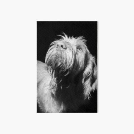 Looking up Spinone Art Board Print
