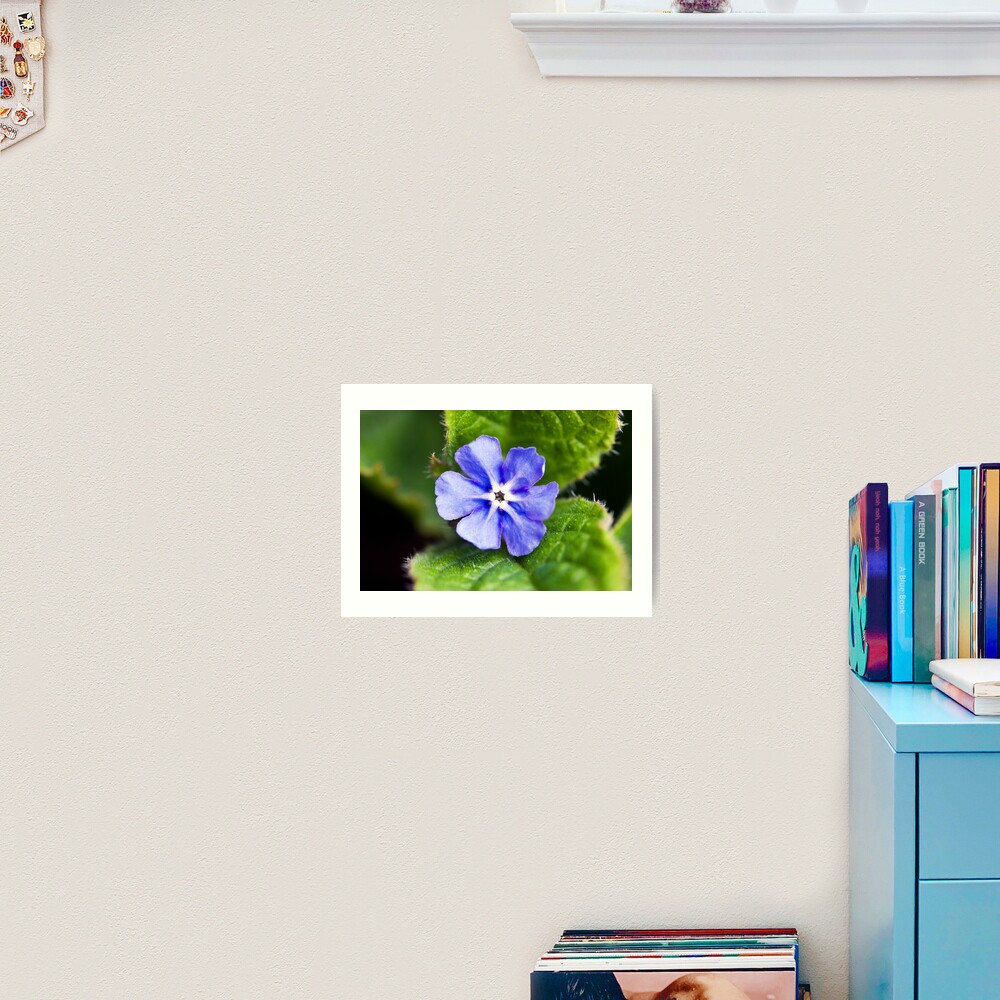 Green Alkanet (Pentaglottis sempervirens) Art Print