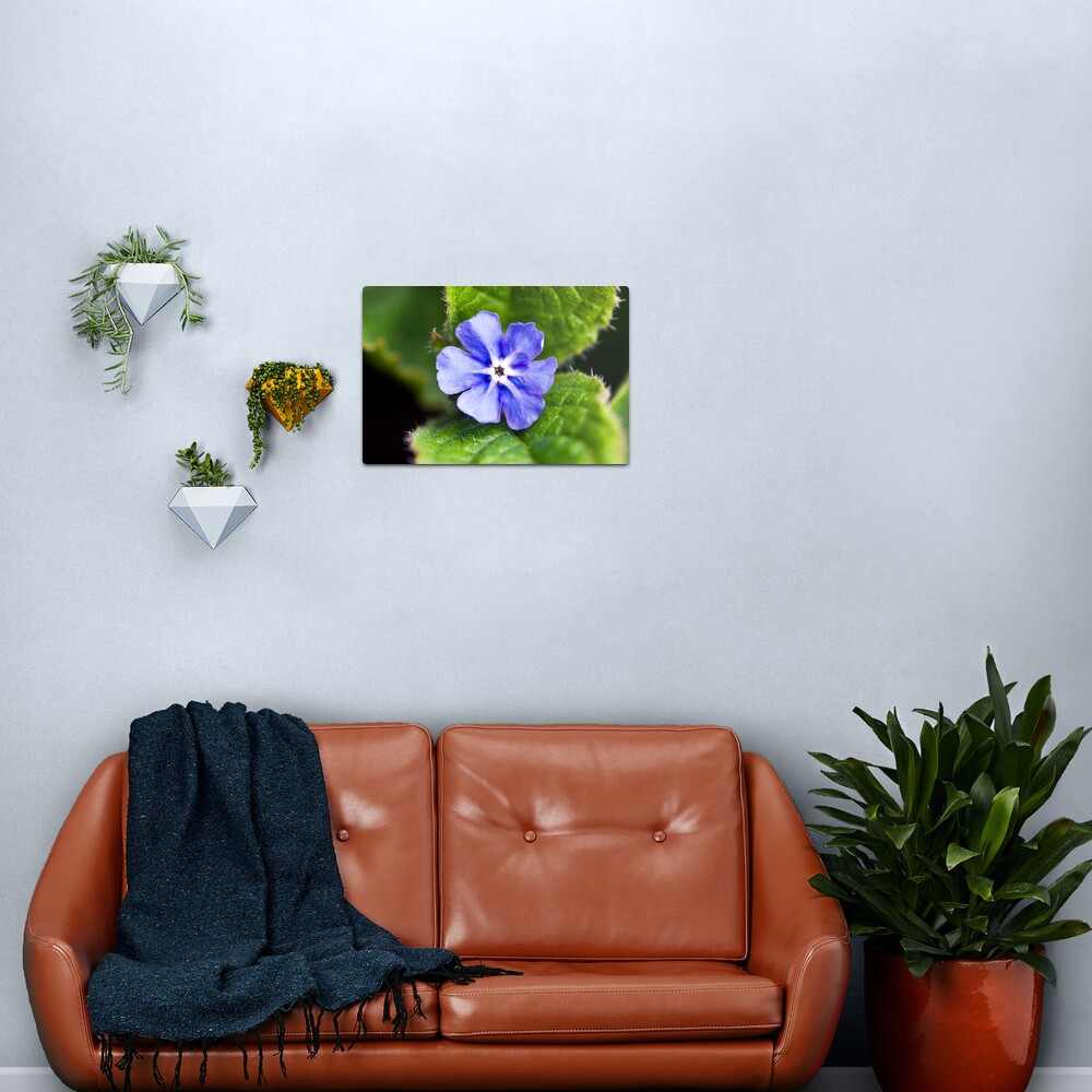 Green Alkanet (Pentaglottis sempervirens) Metal Print
