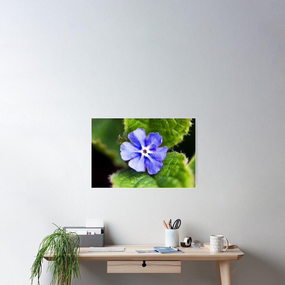 Green Alkanet (Pentaglottis sempervirens) Poster
