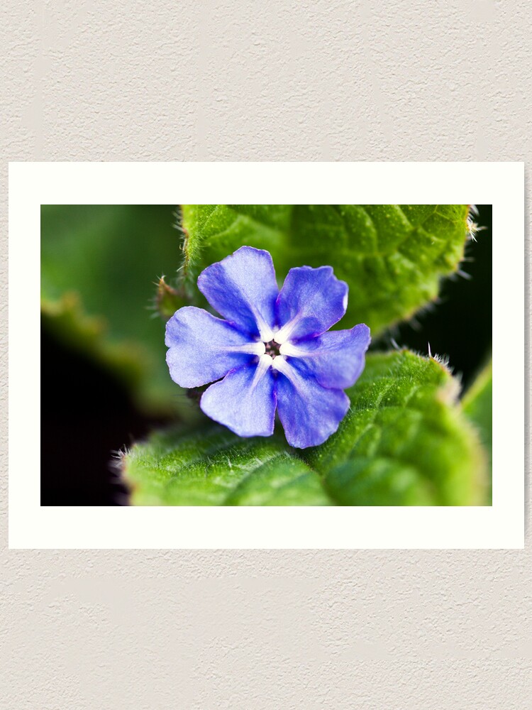 Alternate view of Green Alkanet (Pentaglottis sempervirens) Art Print