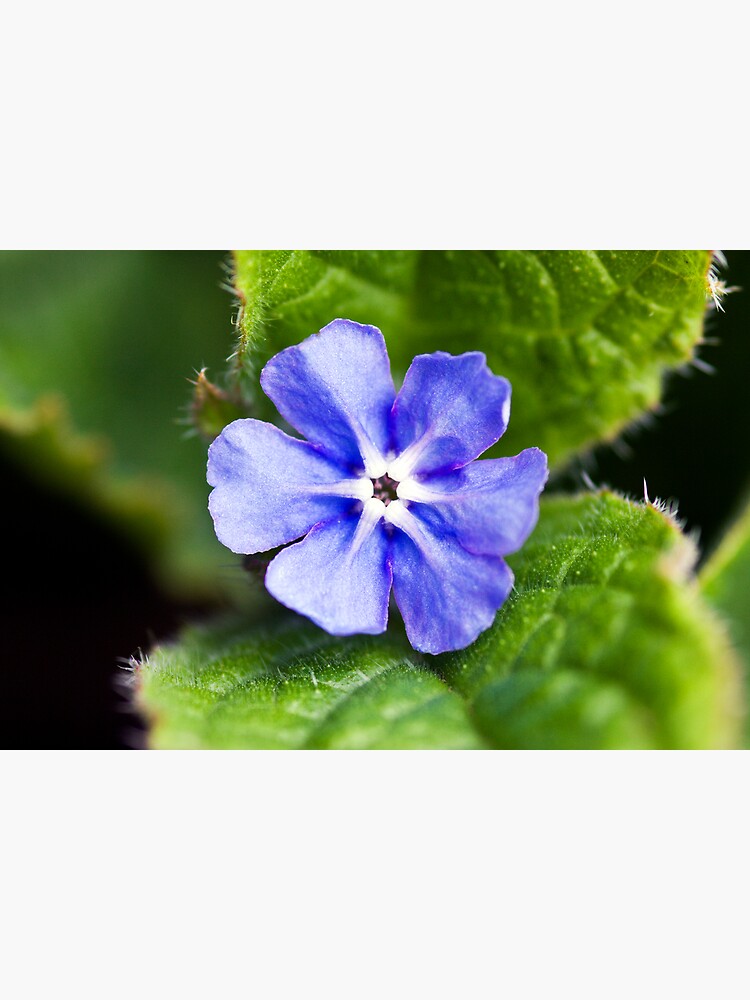 Green Alkanet (Pentaglottis sempervirens) by SteveChilton