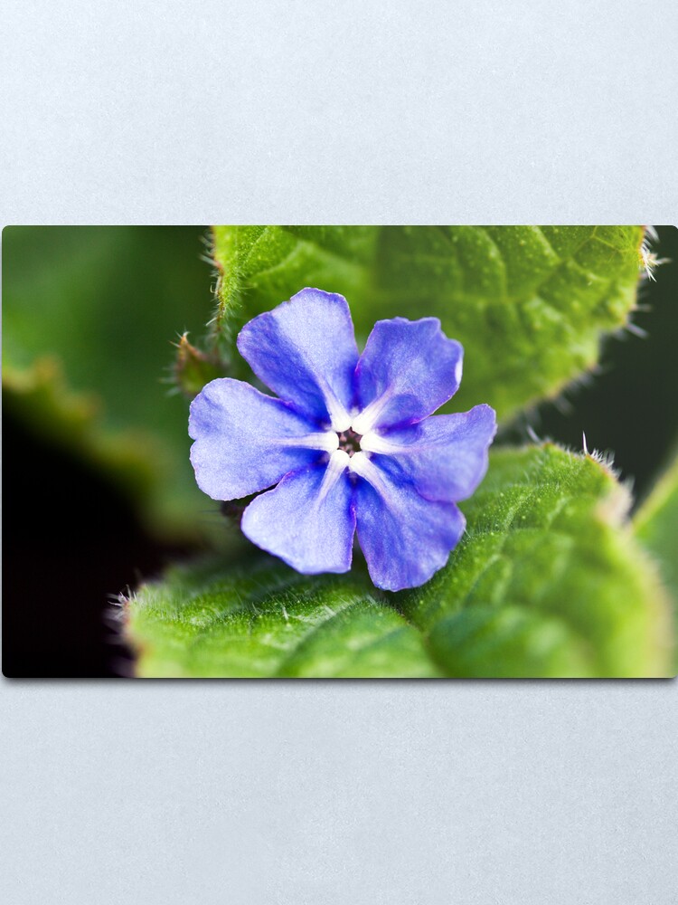 Alternate view of Green Alkanet (Pentaglottis sempervirens) Metal Print