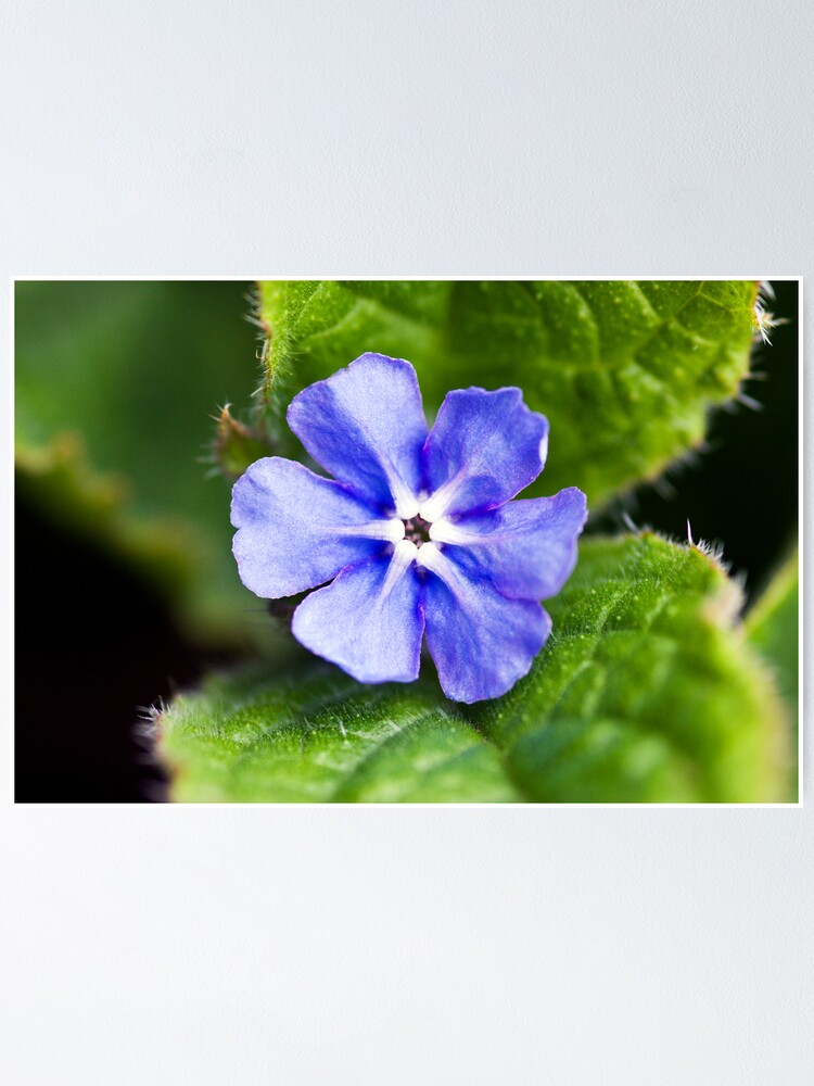 Alternate view of Green Alkanet (Pentaglottis sempervirens) Poster