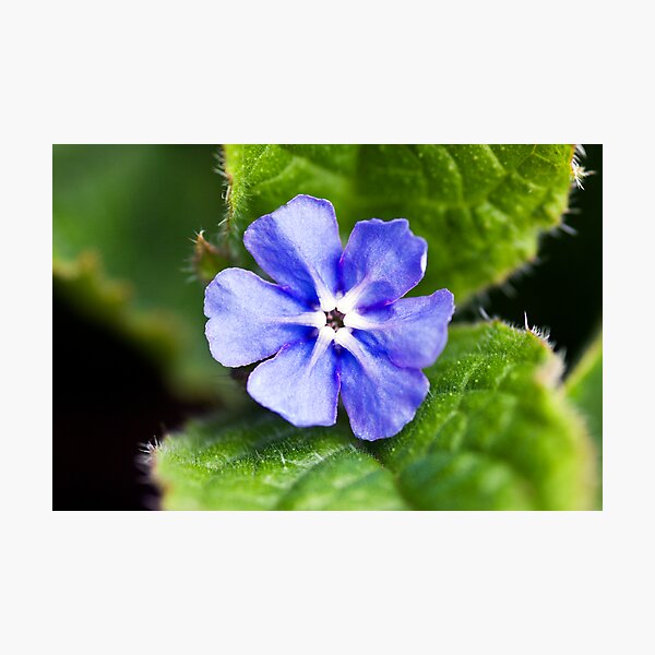 Green Alkanet (Pentaglottis sempervirens) Photographic Print