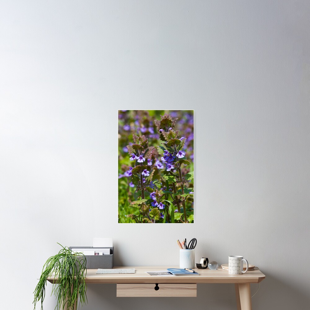 Ground Ivy (Glechoma hederacea) Poster