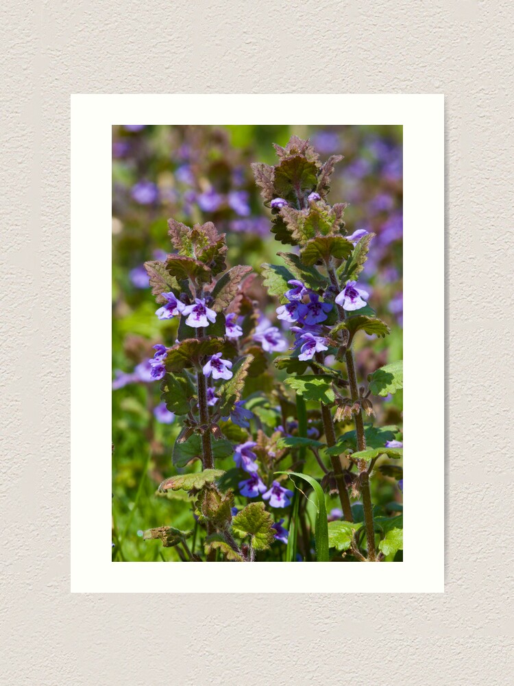 Alternate view of Ground Ivy (Glechoma hederacea) Art Print