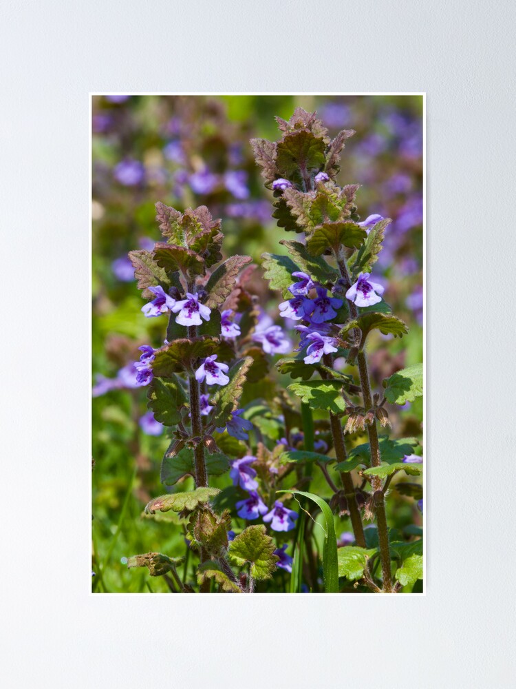 Alternate view of Ground Ivy (Glechoma hederacea) Poster