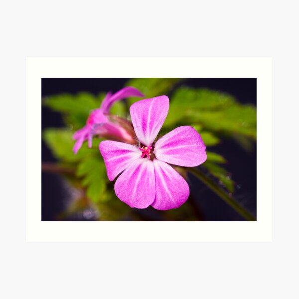 Herb Robert (Geranium robertianum) Art Print