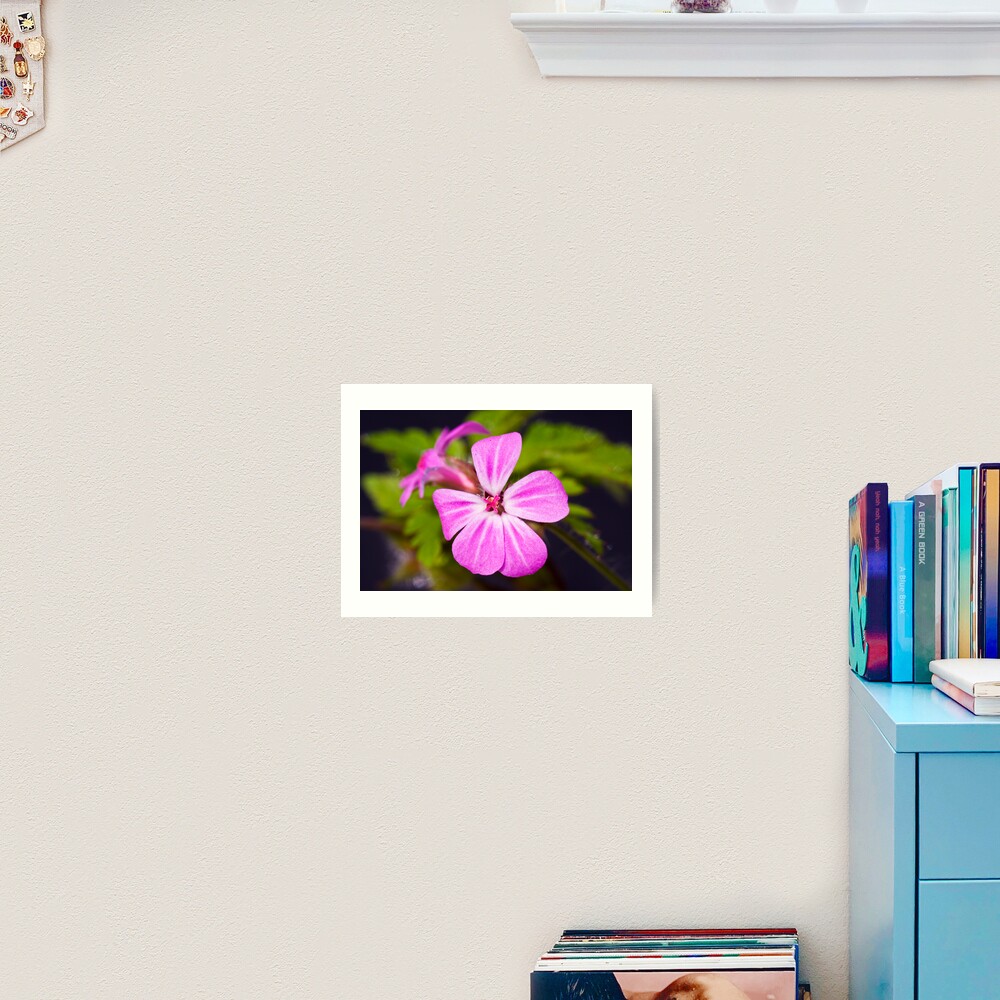 Herb Robert (Geranium robertianum) Art Print