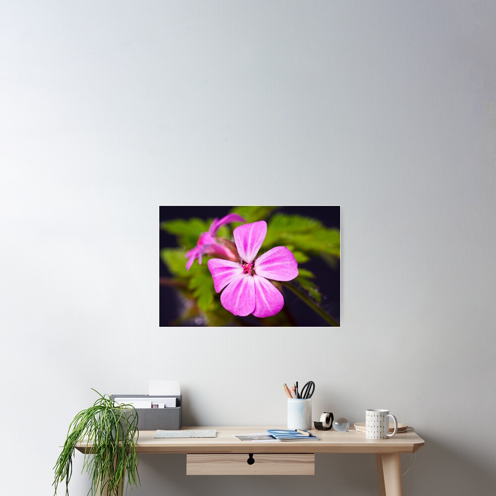 Herb Robert (Geranium robertianum) Poster