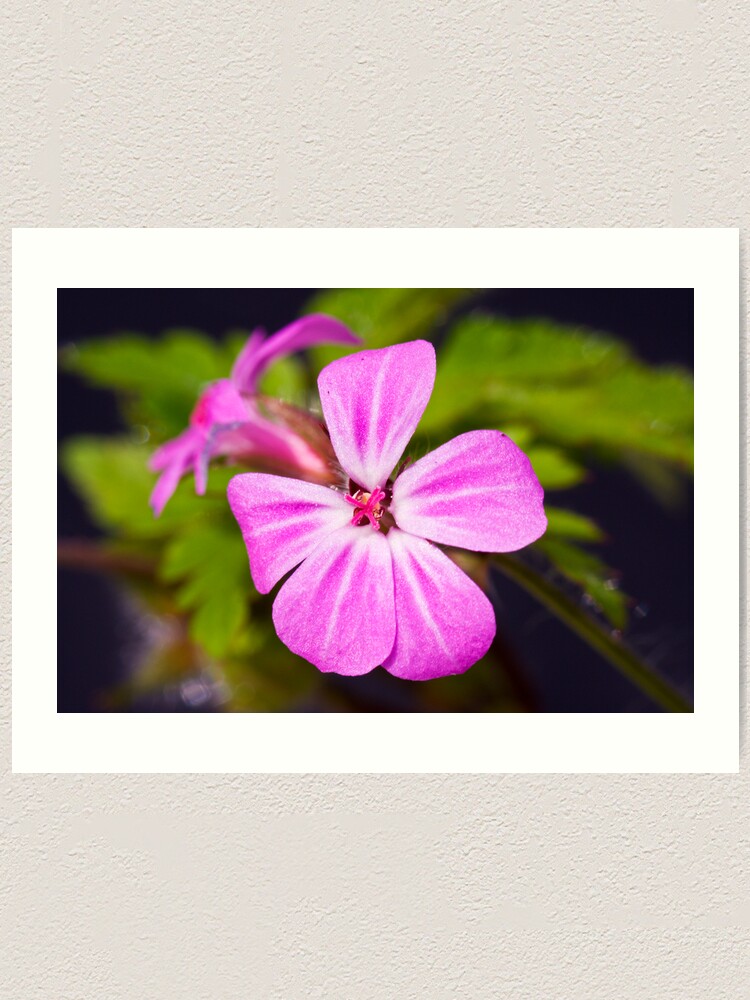 Alternate view of Herb Robert (Geranium robertianum) Art Print