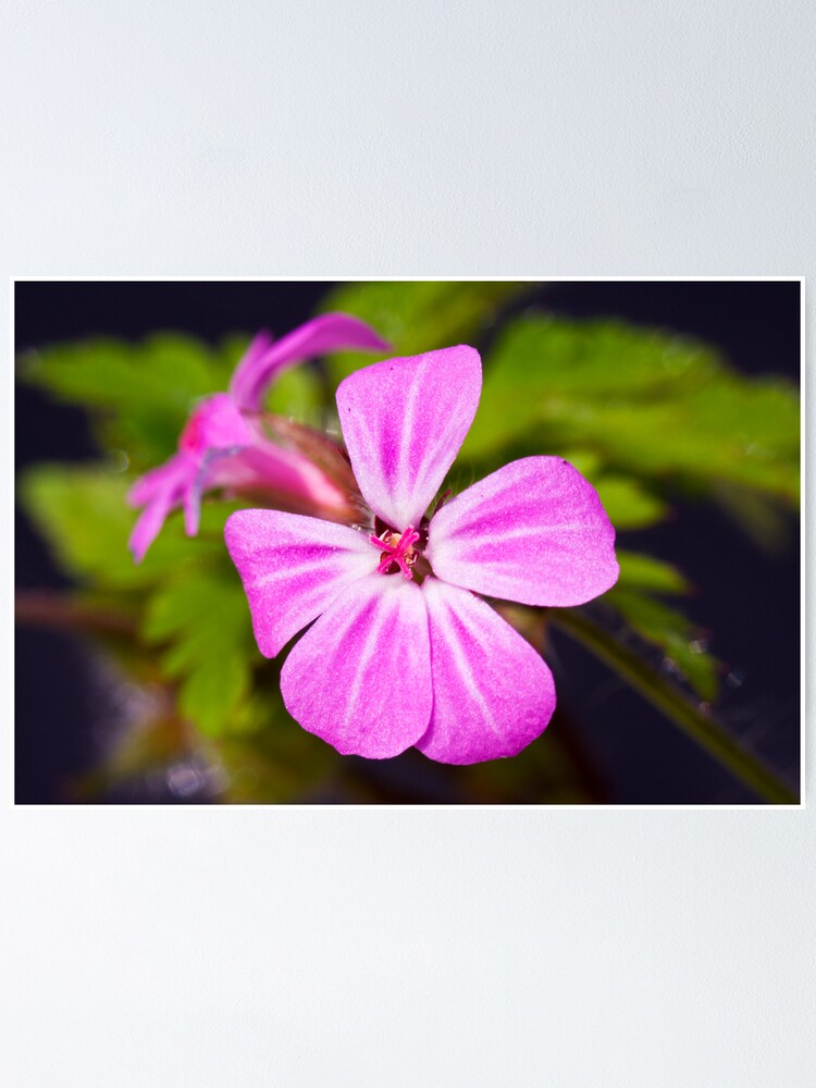 Alternate view of Herb Robert (Geranium robertianum) Poster