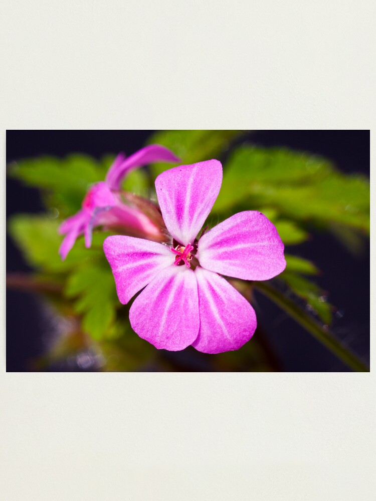 Alternate view of Herb Robert (Geranium robertianum) Photographic Print