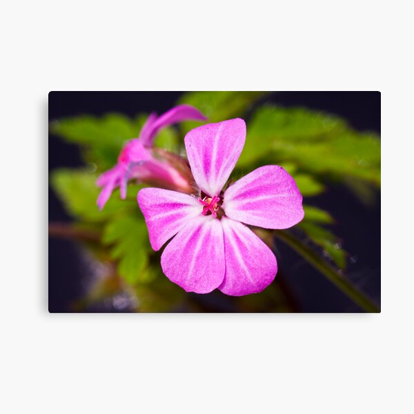 Herb Robert (Geranium robertianum) Canvas Print