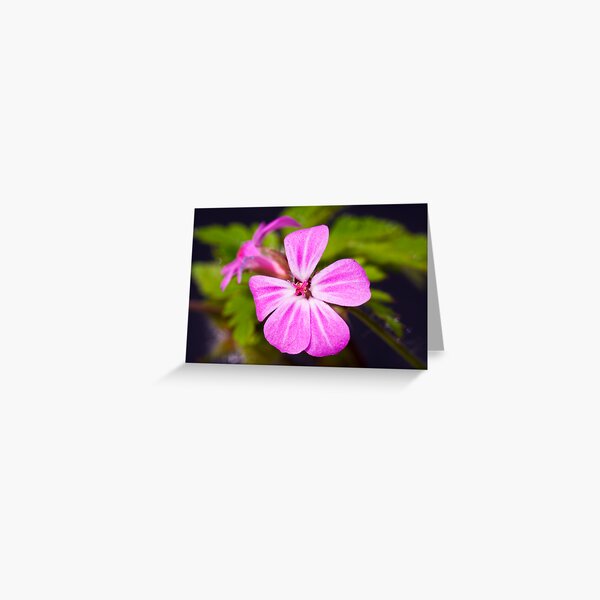 Herb Robert (Geranium robertianum) Greeting Card