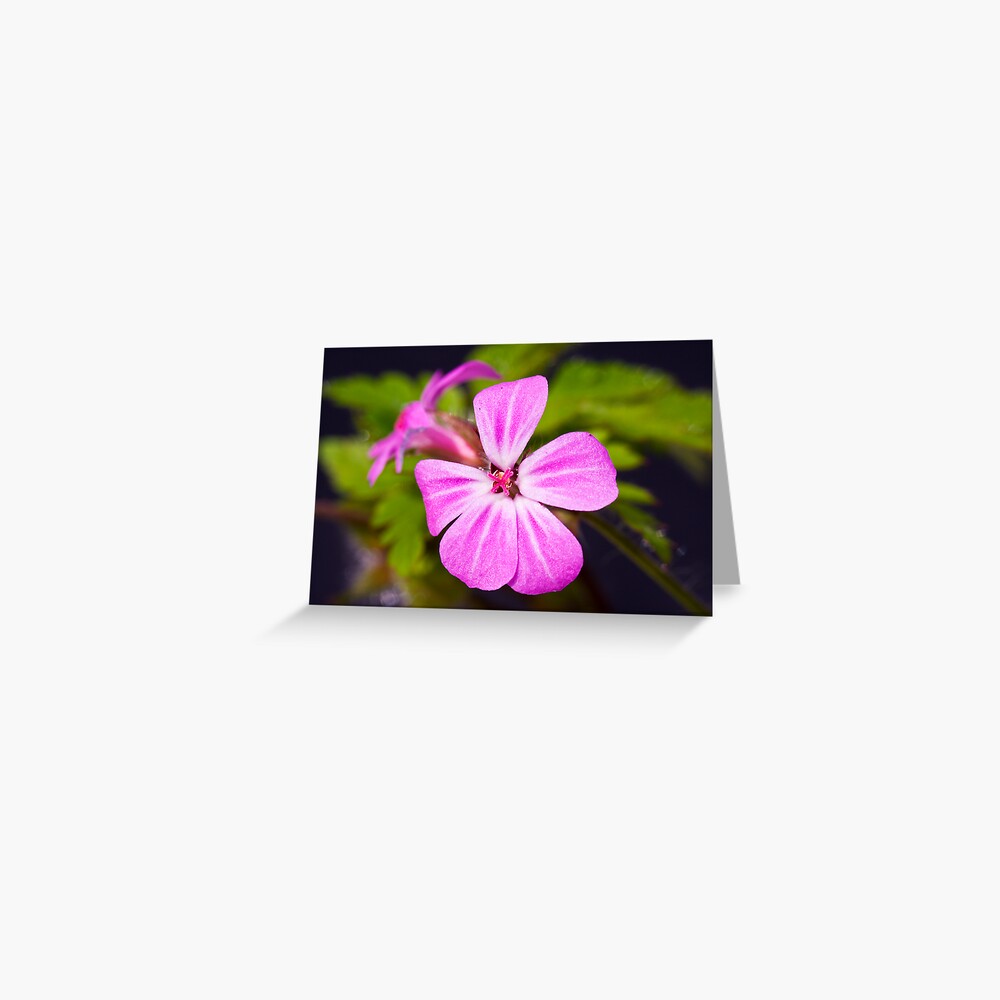 Herb Robert (Geranium robertianum) Greeting Card