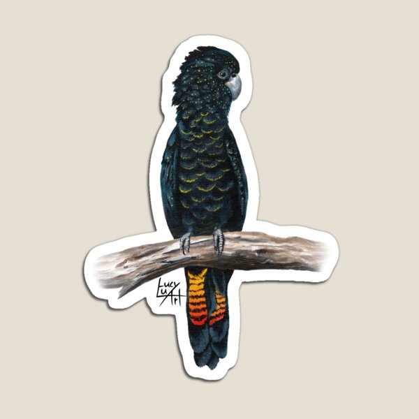 Red-Tailed Black Cockatoo Magnet
