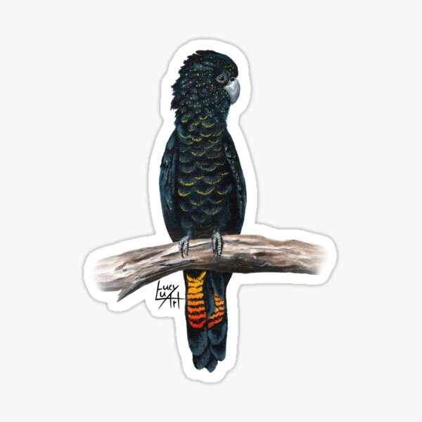 Red-Tailed Black Cockatoo Sticker