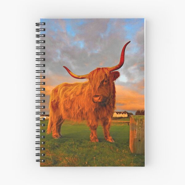 Item preview, Highland Cow on Brora Golf Course at Sunrise designed and sold by sandysshoots.