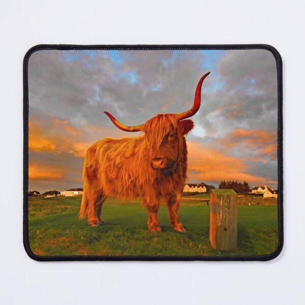 Item preview, Highland Cow on Brora Golf Course at Sunrise designed and sold by sandysshoots.