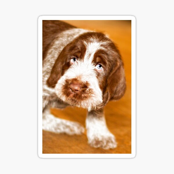 Puppy dog eyes Spinone Sticker