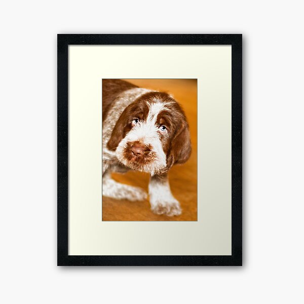 Puppy dog eyes Spinone Framed Art Print
