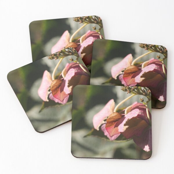 Item preview, Bush with flower in sunlight designed and sold by PinkiesPictures.