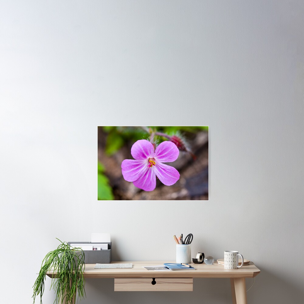 Herb Robert (Geranium robertianum) Poster