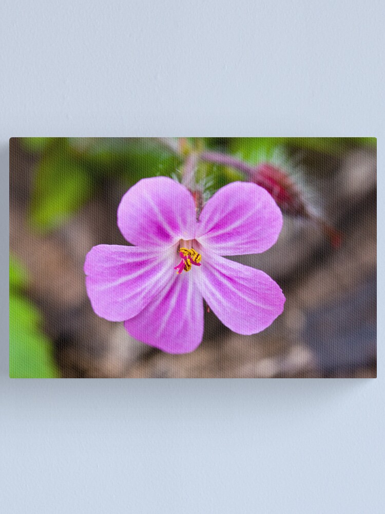 Alternate view of Herb Robert (Geranium robertianum) Canvas Print