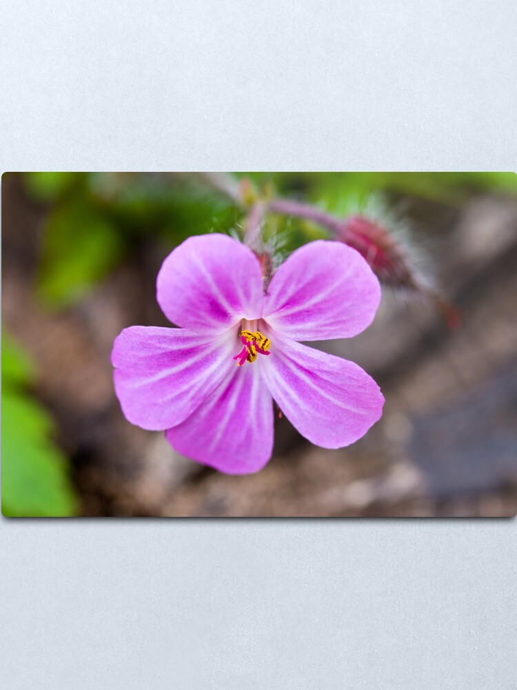Alternate view of Herb Robert (Geranium robertianum) Metal Print