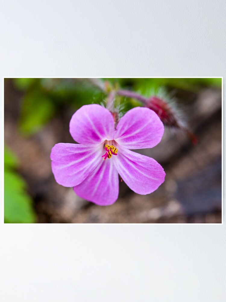 Alternate view of Herb Robert (Geranium robertianum) Poster
