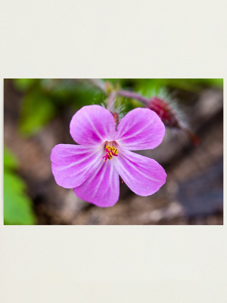 Alternate view of Herb Robert (Geranium robertianum) Photographic Print