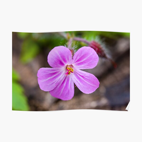 Herb Robert (Geranium robertianum) Poster