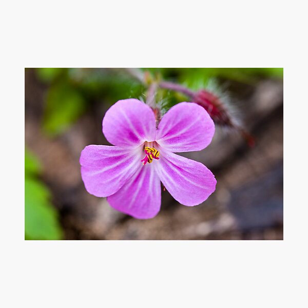 Herb Robert (Geranium robertianum) Photographic Print