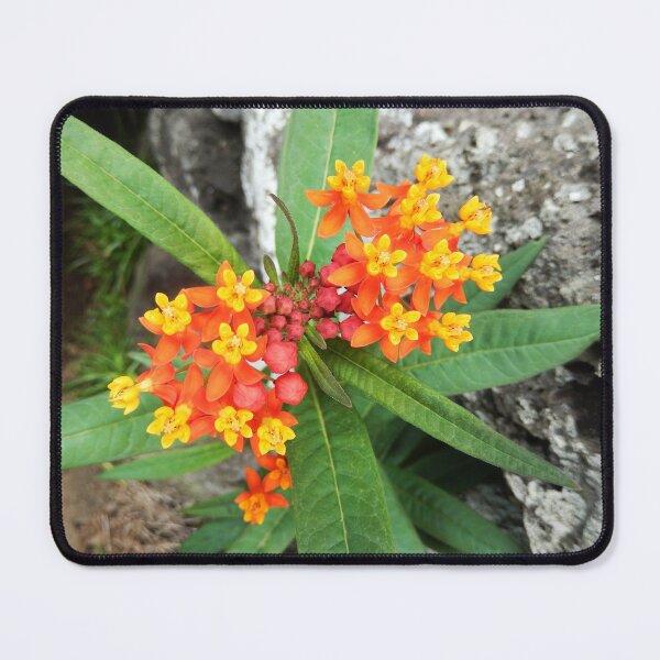 Item preview, Butterfly Weed designed and sold by Global Nomad.