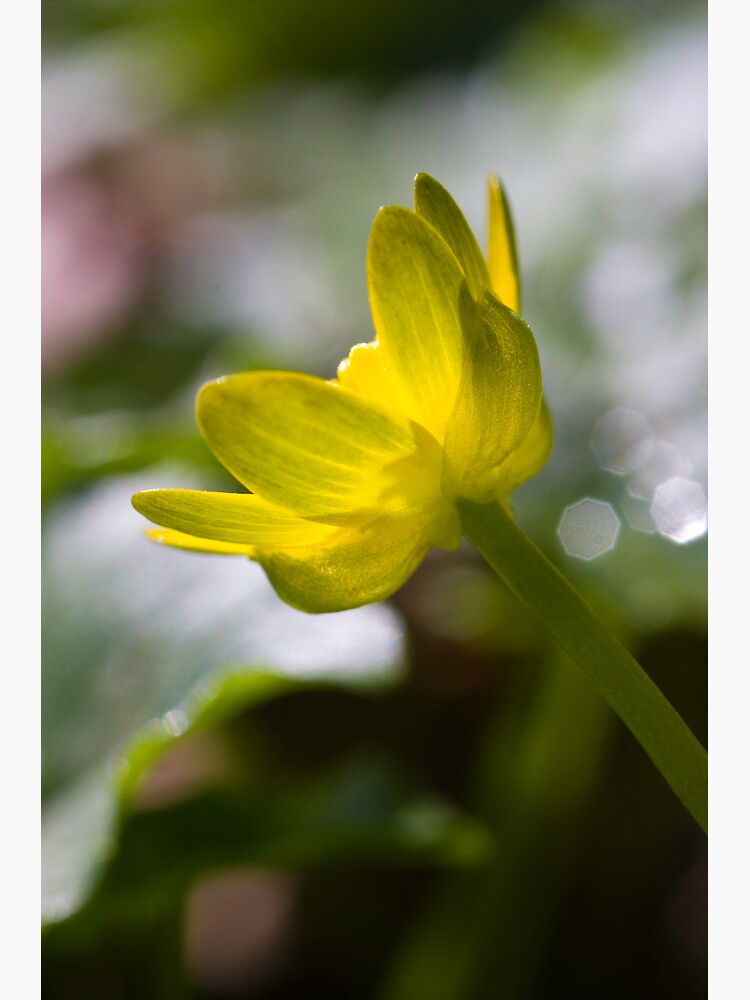 Lesser Celandine (Ranunculus ficaria) by SteveChilton