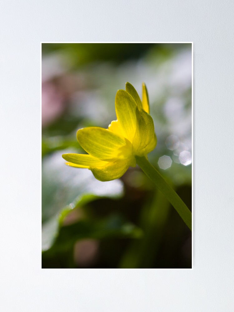 Alternate view of Lesser Celandine (Ranunculus ficaria) Poster