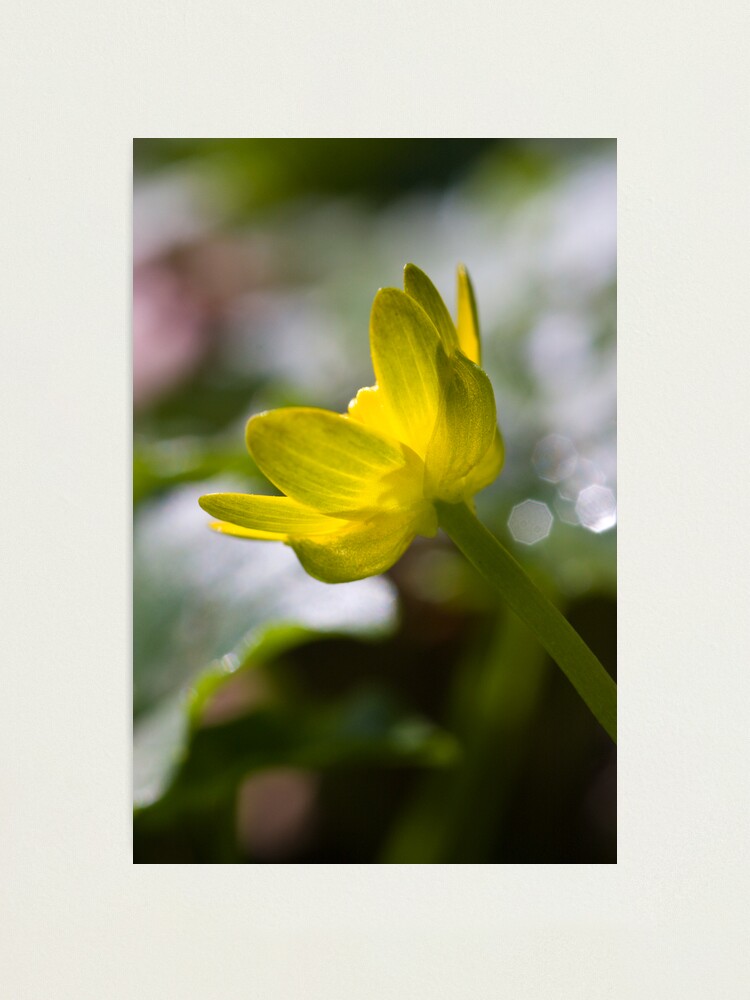 Alternate view of Lesser Celandine (Ranunculus ficaria) Photographic Print