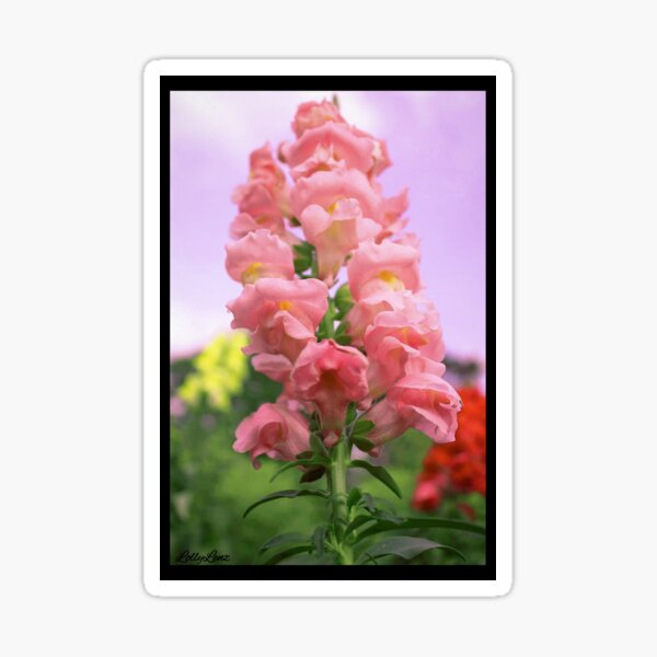 Snapdragons Sticker