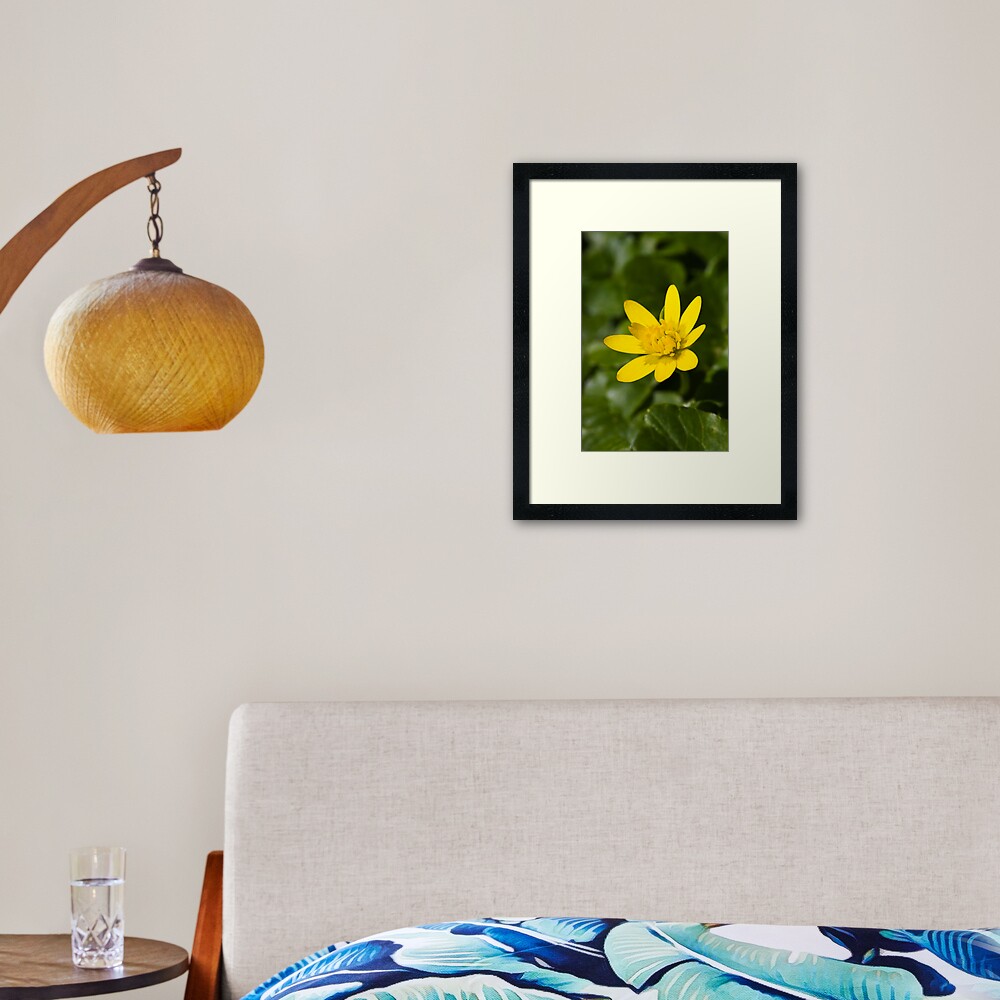 Lesser Celandine (Ranunculus ficaria) Framed Art Print