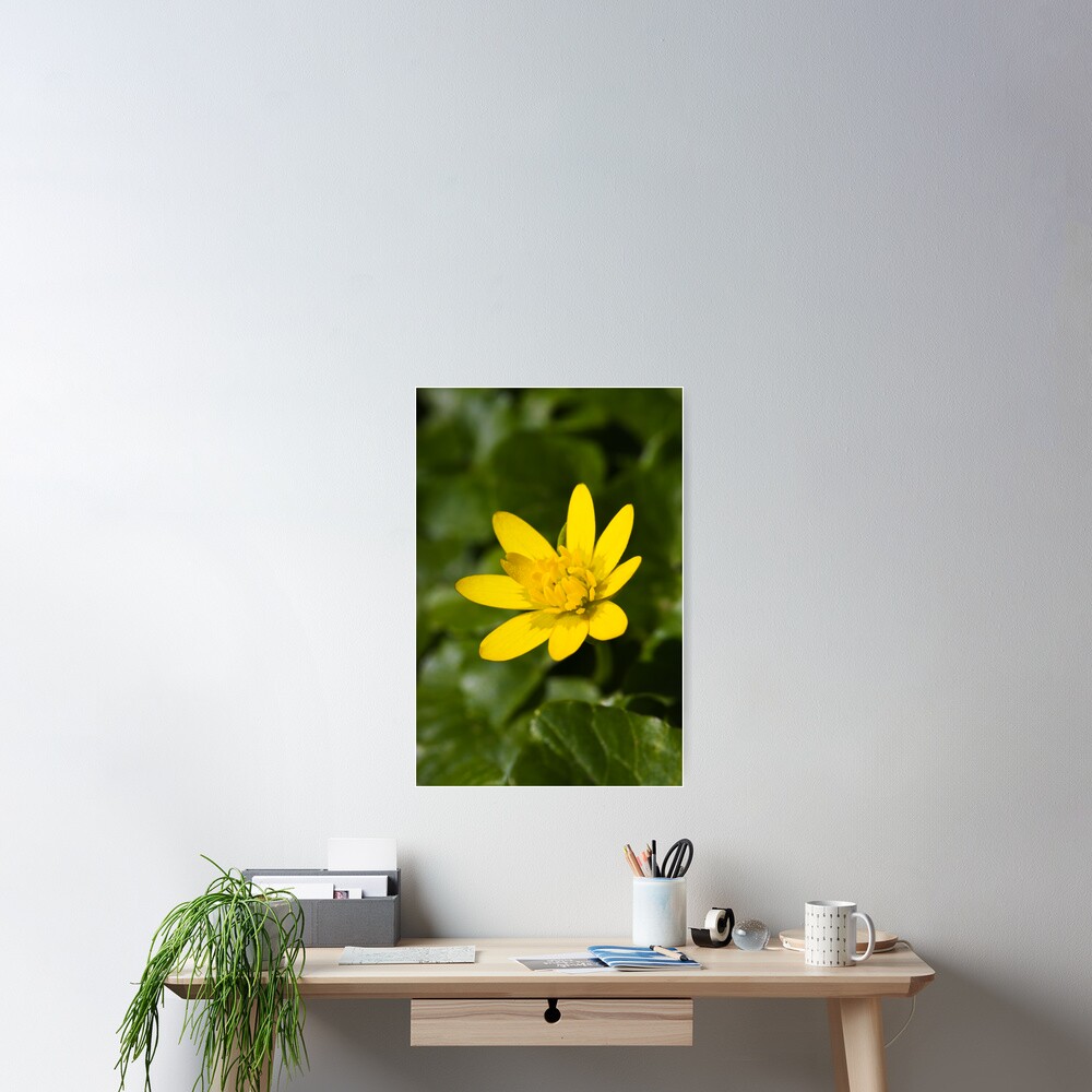 Lesser Celandine (Ranunculus ficaria) Poster