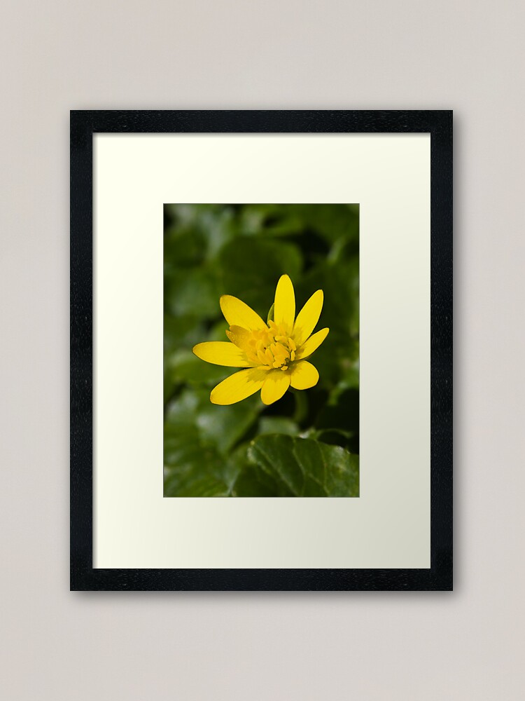 Alternate view of Lesser Celandine (Ranunculus ficaria) Framed Art Print