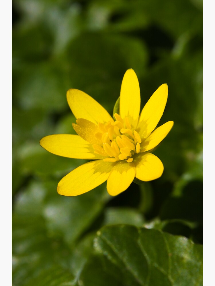 Lesser Celandine (Ranunculus ficaria) by SteveChilton