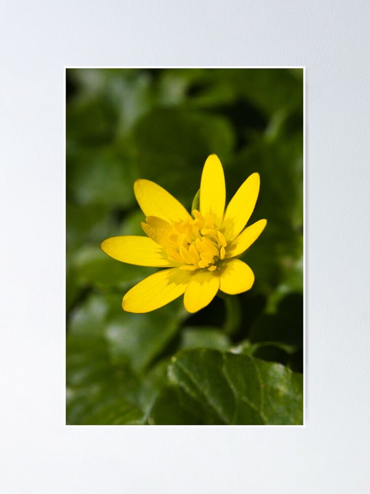 Alternate view of Lesser Celandine (Ranunculus ficaria) Poster