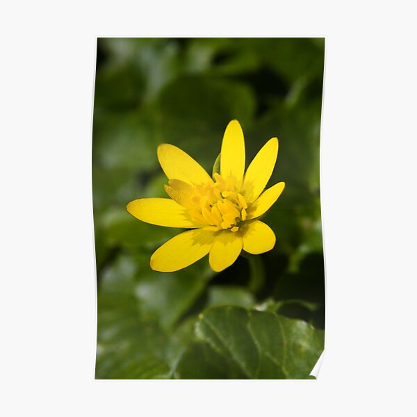 Lesser Celandine (Ranunculus ficaria) Poster