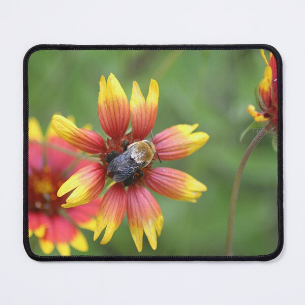 Item preview, Bee on Center of Firewheel Flower designed and sold by HematiteDesign.