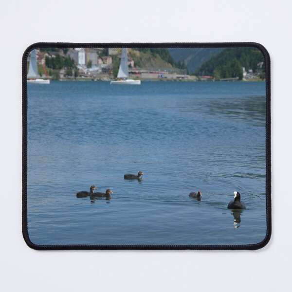 Item preview, Mother duck and ducklings swimming on St. Moritz lake designed and sold by svanaerschot.