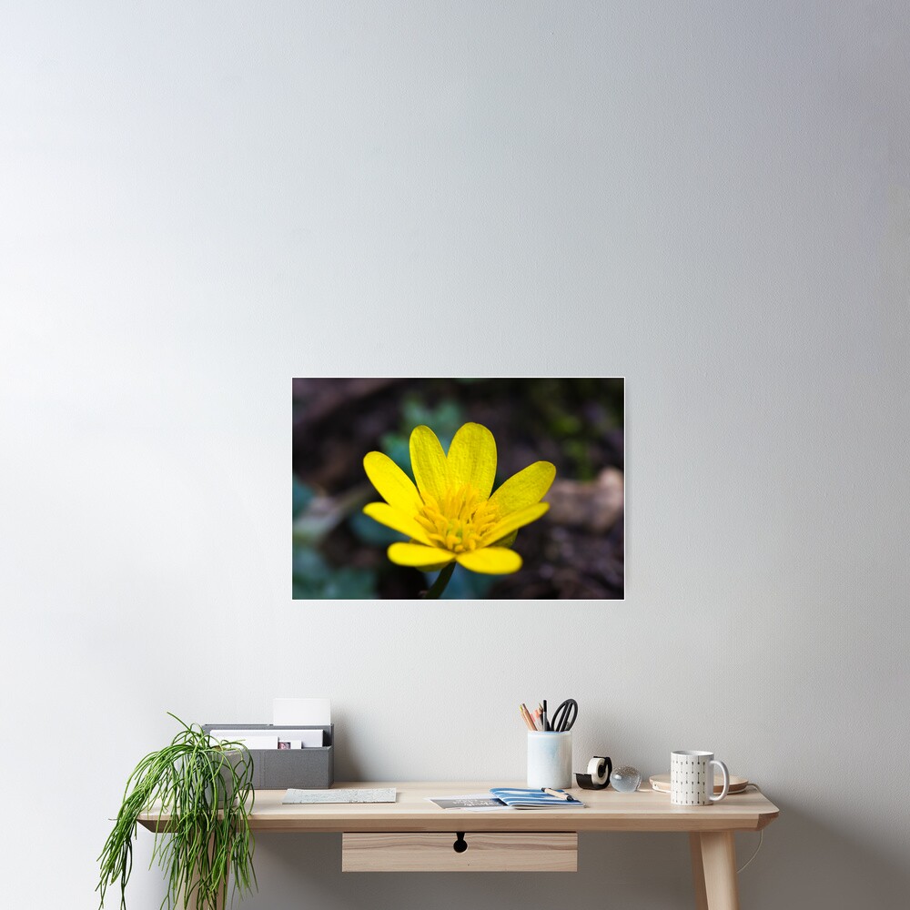 Lesser Celandine (Ranunculus ficaria) Poster